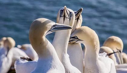 开云入口-克罗地亚队在巴黎奥运会手球比赛中表现出色，赢得银牌，克罗地亚 队